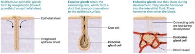 Glandular epithelium