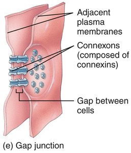 Gap junction structure