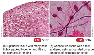 Comparison of epithelial and connective tissue under microscope