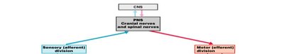 Functional organization of the PNS