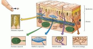 Mechanoreceptors in skin