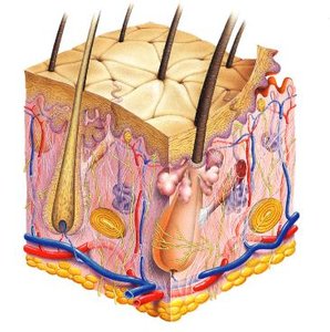 Skin cross-section with mechanoreceptors