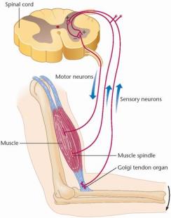 Proprioceptor pathway