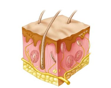 Thermoreceptors and other skin receptors