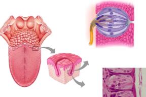 Taste buds and chemoreception