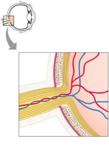 Microscopic anatomy of the retina
