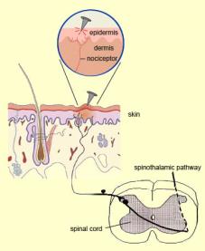 Nociceptor pathway in skin