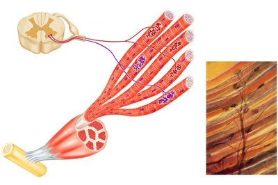 Motor units in skeletal muscle