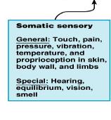 Somatic sensory division details