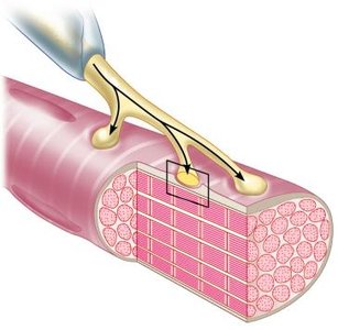 Neuromuscular junction overview