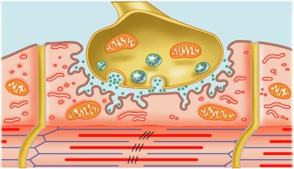 Neuromuscular junction detail