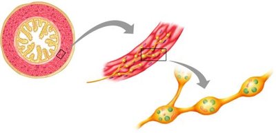 Innervation of smooth muscle