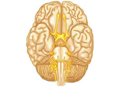 Cranial nerves