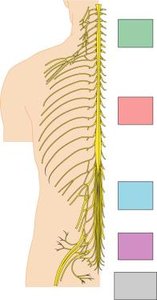Spinal nerves