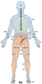 Dermatome map