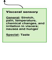 Visceral sensory division details