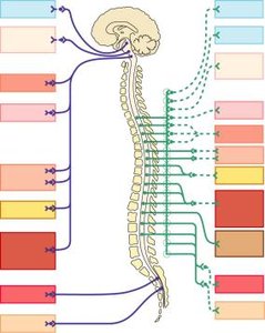 Sympathetic and parasympathetic effects