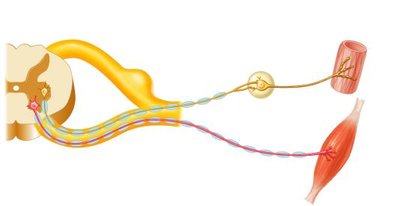 Somatic vs autonomic motor pathways