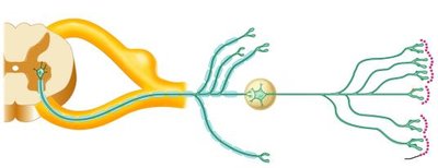 Sympathetic pathway neurotransmitters