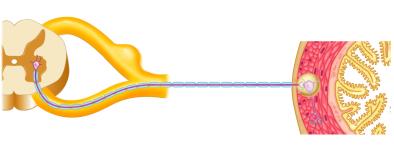 Parasympathetic pathway neurotransmitters