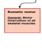 Somatic motor division details