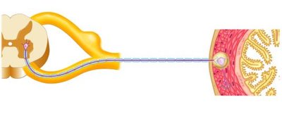 Parasympathetic neurotransmitters