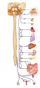 Parasympathetic division innervation
