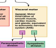 Visceral motor division details