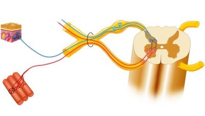 Structural organization of the PNS