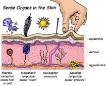 Sense organs in the skin