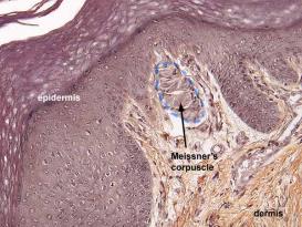 Meissner's corpuscle histology
