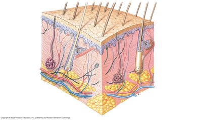 Diagram of the skin showing epidermis, dermis, and accessory structures