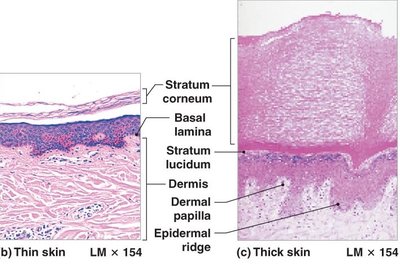 Microscopic comparison of thin and thick skin