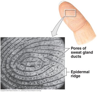 Fingerprint showing sweat gland pores and epidermal ridges