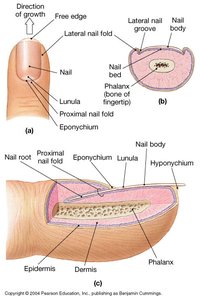 Anatomy of the nail