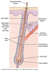 Longitudinal section of hair follicle
