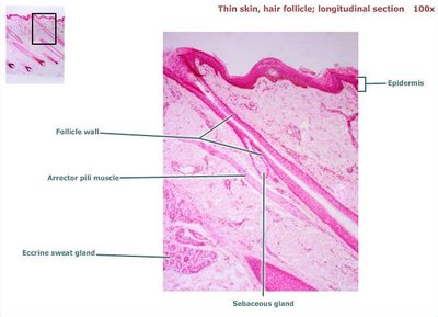 Longitudinal section of hair follicle showing matrix and papilla