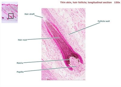 Cross-section of hair follicle and hair structure