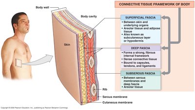 Connective tissue framework of the body, showing superficial, deep, and subserous fascia