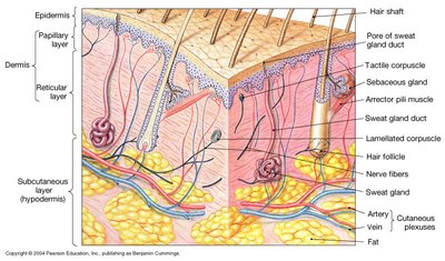 Labeled diagram of skin layers and accessory structures