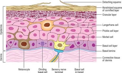 Diagram of epidermal cell types and layers