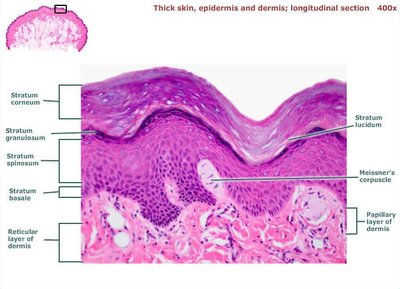 Histological section of thick skin showing epidermal layers