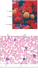 Blood cells: erythrocytes, leukocytes, platelets