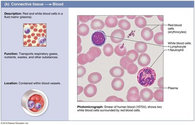 Blood cells in plasma
