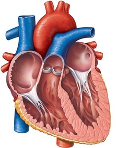 AV and SL valves in the heart