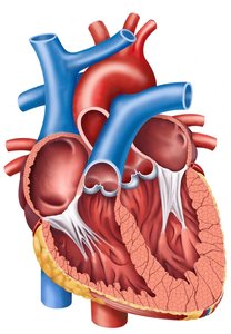 Coronary arteries and veins