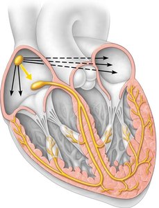 Intrinsic conduction system of the heart