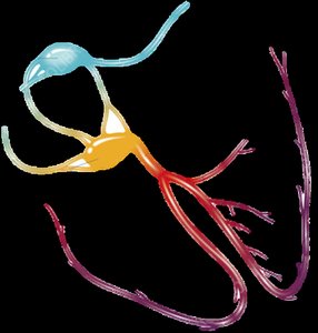 Purkinje fibers and conduction pathway