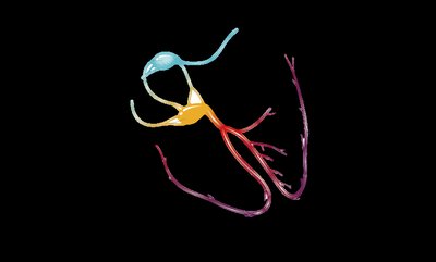 Sequence of excitation in the conduction system