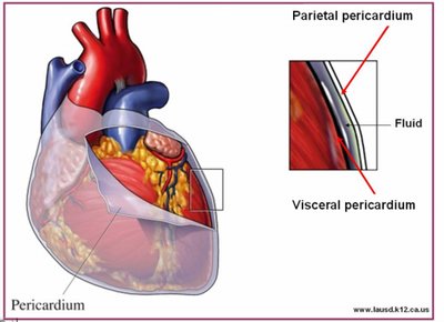 Pericardium layers and fluid